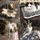 🐾Sconto del 49%🐱2025 Nuova coperta per gatti super accogliente e calmante
